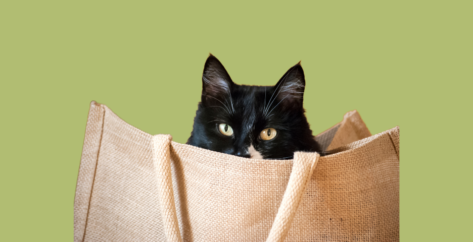 How to shop for your cat?